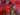 Jelang SEA Games 2021, Progres Timnas Free Fire Indonesia Melebihi Target